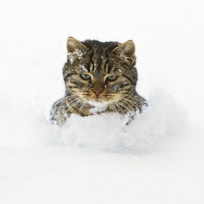 Фотография: Реакция кошек на первый снег: 25 фото, которые поднимут вам настроение №1 - BigPicture.ru