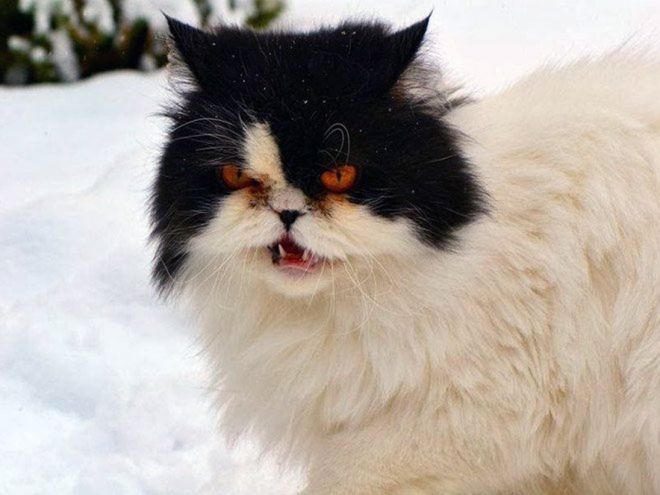 Фотография: Реакция кошек на первый снег: 25 фото, которые поднимут вам настроение №13 - BigPicture.ru