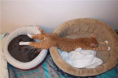 Фотография: 33 котика, которые заснули в самых удивительных и необычных позах №13 - BigPicture.ru