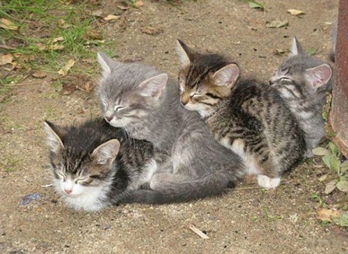 Фотография: 33 котика, которые заснули в самых удивительных и необычных позах №15 - BigPicture.ru