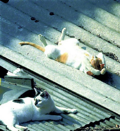 Фотография: 33 котика, которые заснули в самых удивительных и необычных позах №16 - BigPicture.ru