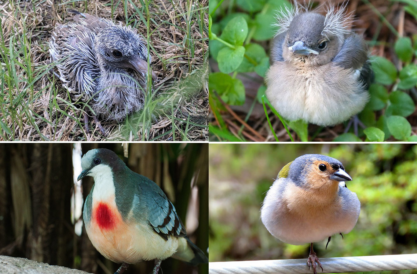 Фотография: Гадкий утенок и его 40 друзей: как выглядят птенцы известных (и не очень) птиц №1 - BigPicture.ru