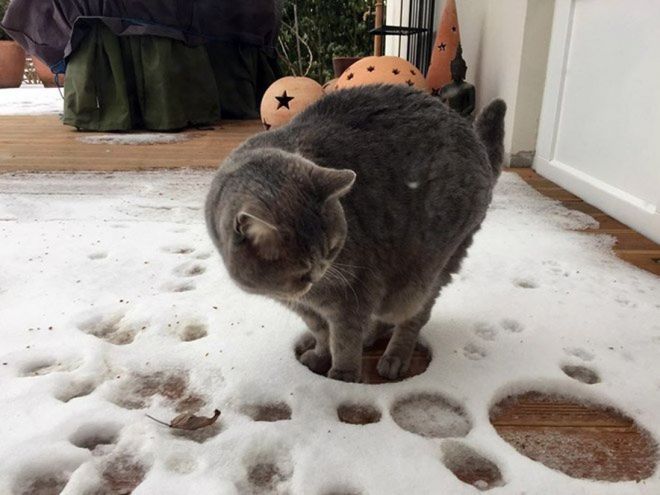 Фотография: Реакция кошек на первый снег: 25 фото, которые поднимут вам настроение №14 - BigPicture.ru