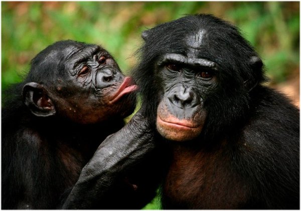 Фотография: Чем закончились попытки ученых научить приматов разговаривать №6 - BigPicture.ru