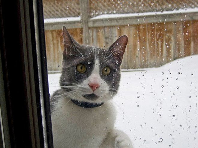 Фотография: Реакция кошек на первый снег: 25 фото, которые поднимут вам настроение №15 - BigPicture.ru