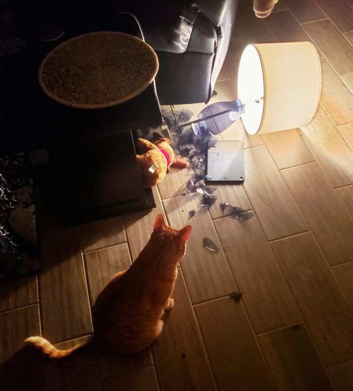 Фотография: 25 фото, которые рассказывают о тайной стороне жизни с котами №17 - BigPicture.ru