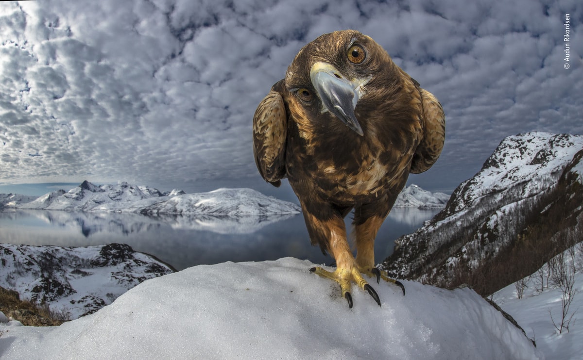 Фотография: 25 лучших снимков дикой природы в 2019 году №24 - BigPicture.ru
