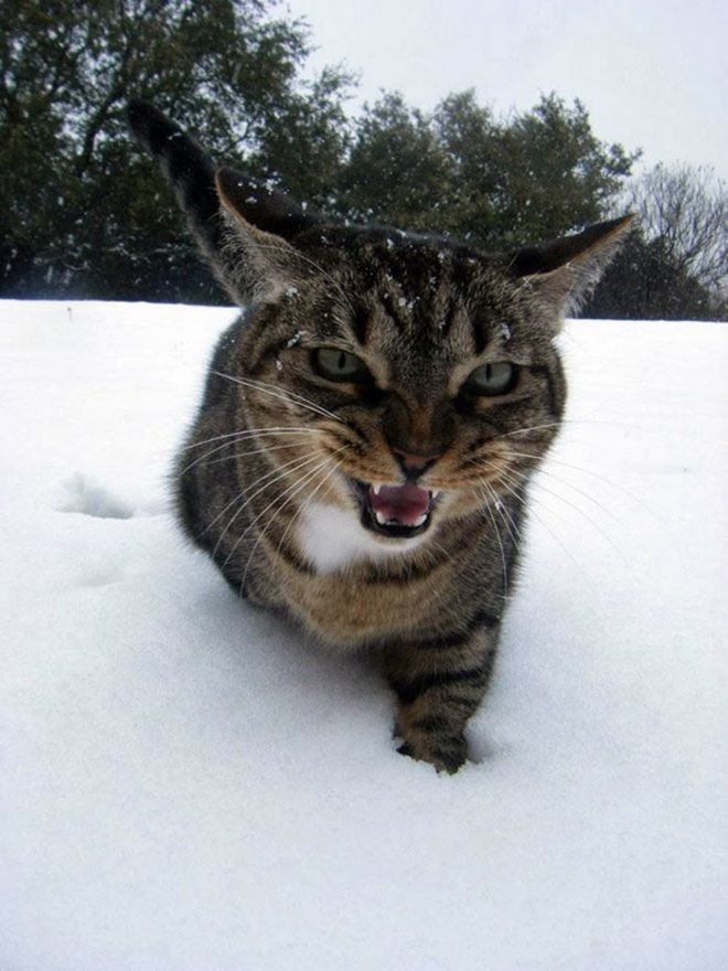 Фотография: Реакция кошек на первый снег: 25 фото, которые поднимут вам настроение №16 - BigPicture.ru