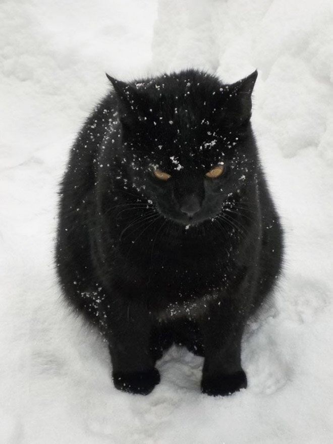 Фотография: Реакция кошек на первый снег: 25 фото, которые поднимут вам настроение №17 - BigPicture.ru