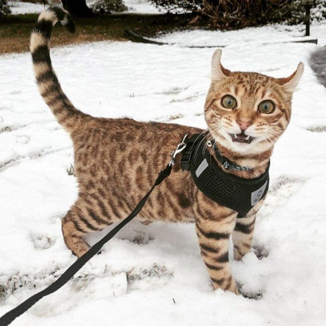 Фотография: Реакция кошек на первый снег: 25 фото, которые поднимут вам настроение №18 - BigPicture.ru
