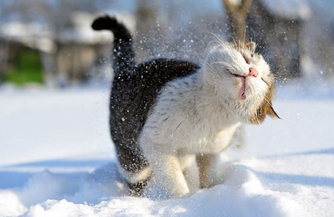 Фотография: Реакция кошек на первый снег: 25 фото, которые поднимут вам настроение №19 - BigPicture.ru