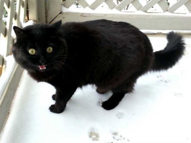 Фотография: Реакция кошек на первый снег: 25 фото, которые поднимут вам настроение №20 - BigPicture.ru