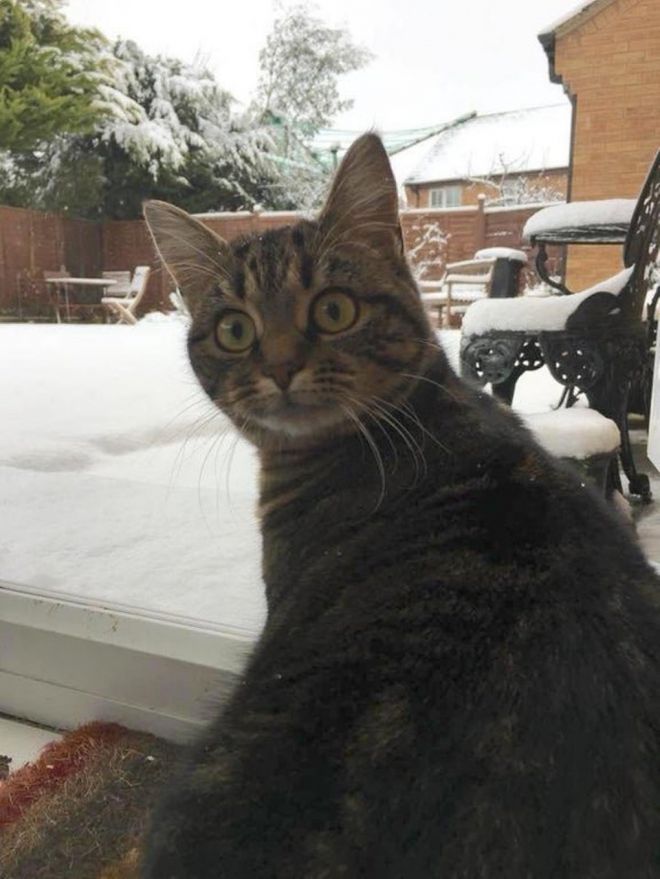 Фотография: Реакция кошек на первый снег: 25 фото, которые поднимут вам настроение №2 - BigPicture.ru