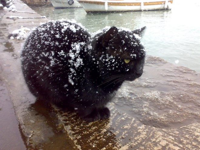 Фотография: Реакция кошек на первый снег: 25 фото, которые поднимут вам настроение №21 - BigPicture.ru