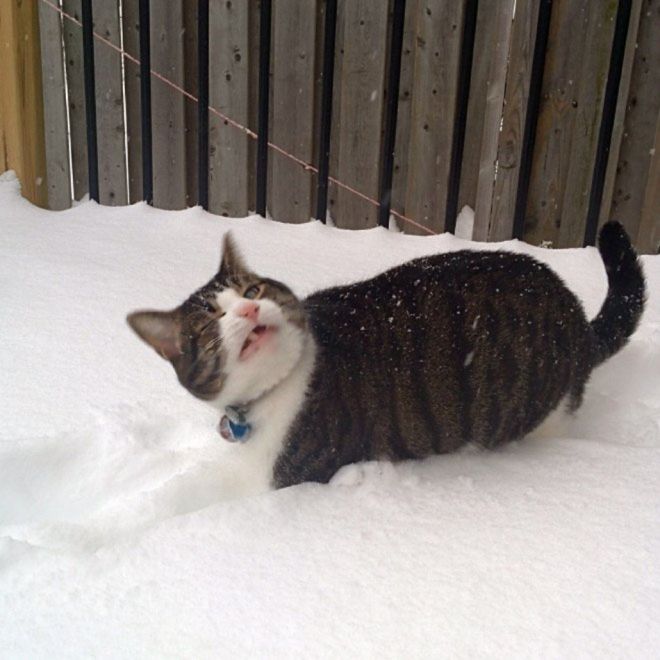 Фотография: Реакция кошек на первый снег: 25 фото, которые поднимут вам настроение №23 - BigPicture.ru