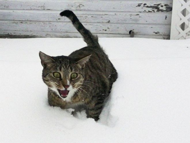 Фотография: Реакция кошек на первый снег: 25 фото, которые поднимут вам настроение №24 - BigPicture.ru