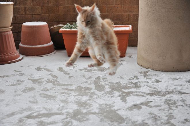 Фотография: Реакция кошек на первый снег: 25 фото, которые поднимут вам настроение №25 - BigPicture.ru