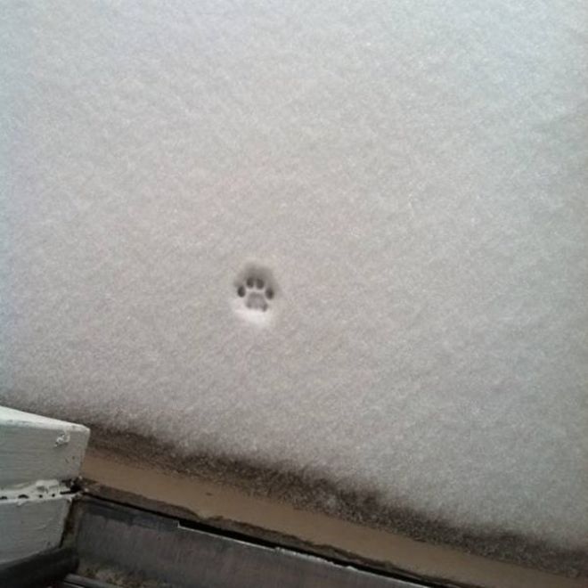 Фотография: Реакция кошек на первый снег: 25 фото, которые поднимут вам настроение №26 - BigPicture.ru