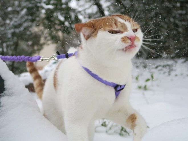 Фотография: Реакция кошек на первый снег: 25 фото, которые поднимут вам настроение №3 - BigPicture.ru