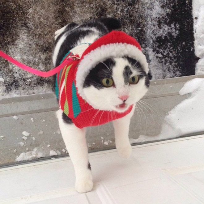 Фотография: Реакция кошек на первый снег: 25 фото, которые поднимут вам настроение №4 - BigPicture.ru