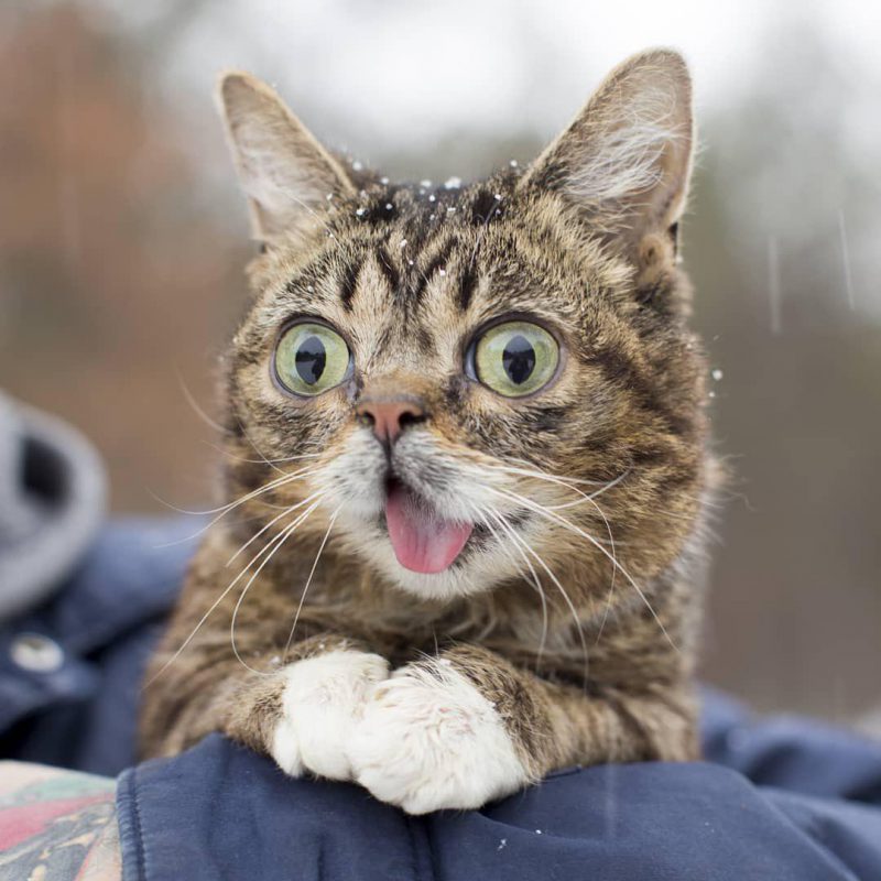 Фотография: Умерла кошка Лил Баб, умилявшая миллионы пользователей своей мордочкой №3 - BigPicture.ru