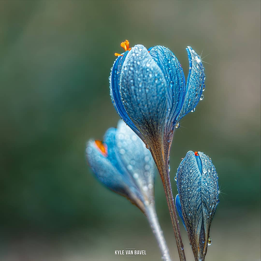 Фотография: Волшебство макрофотографии: прекрасные цветы и насекомые в объективе Кайла ван Бавела №12 - BigPicture.ru