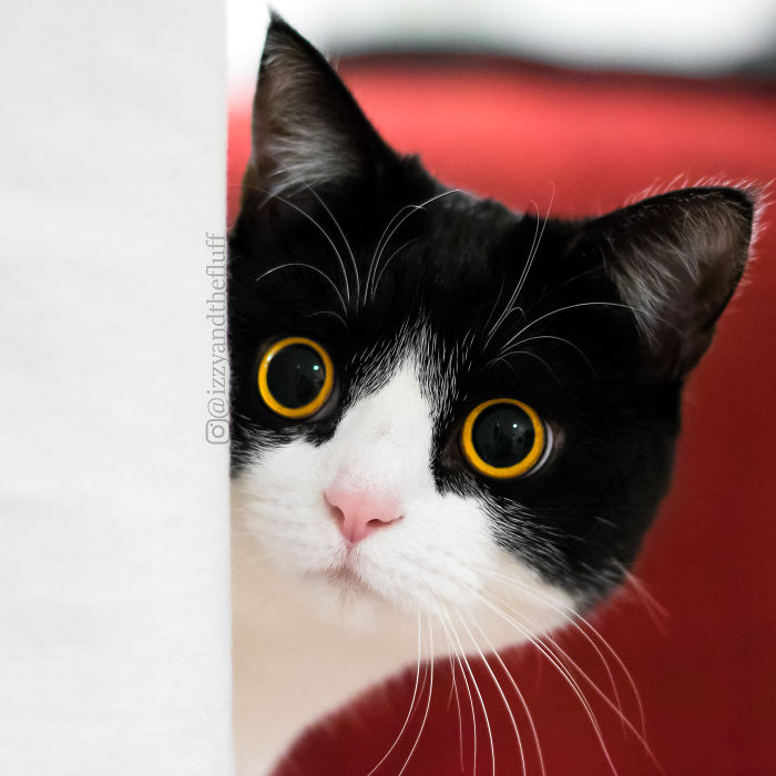 Фотография: Эти глаза напротив: кот Иззи, от взгляда которого невозможно оторваться №6 - BigPicture.ru