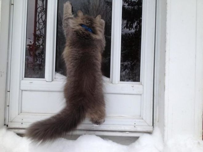 Фотография: Реакция кошек на первый снег: 25 фото, которые поднимут вам настроение №5 - BigPicture.ru