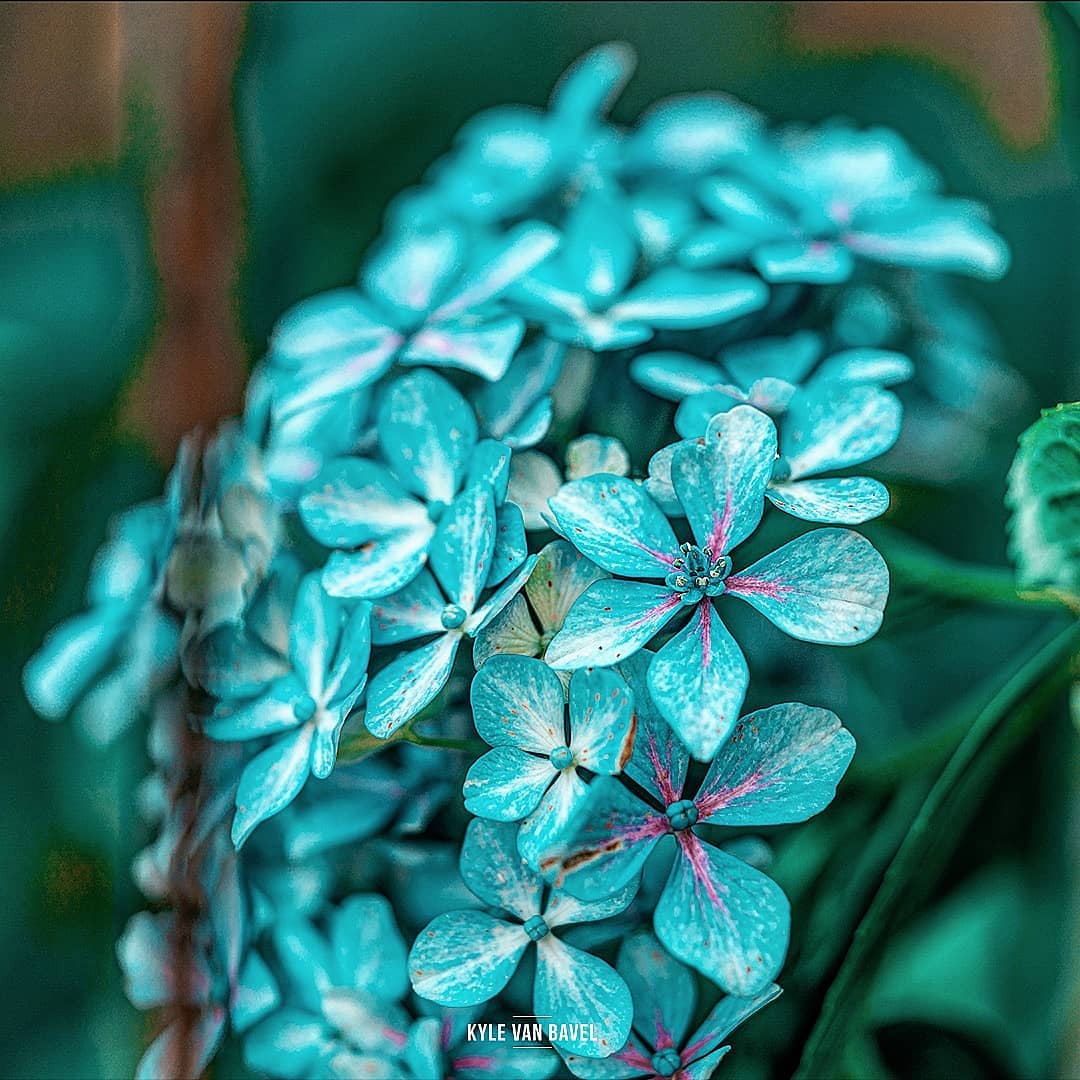 Фотография: Волшебство макрофотографии: прекрасные цветы и насекомые в объективе Кайла ван Бавела №2 - BigPicture.ru
