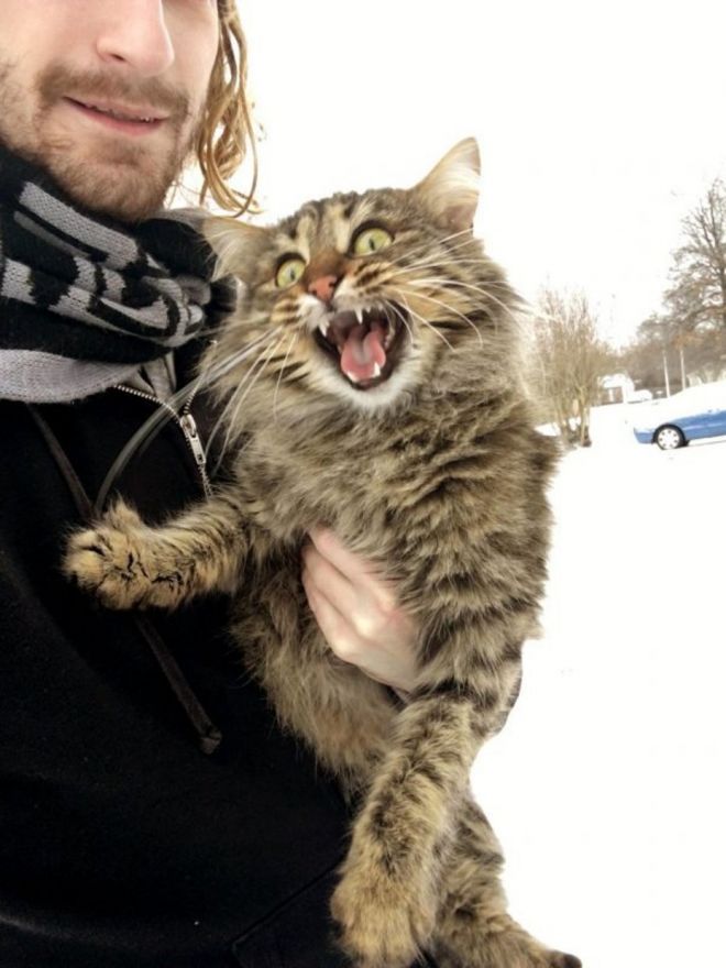 Фотография: Реакция кошек на первый снег: 25 фото, которые поднимут вам настроение №6 - BigPicture.ru
