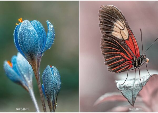 Волшебство макрофотографии: прекрасные  цветы и насекомые в объективе Кайла ван Бавела