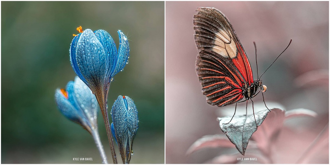 Фотография: Волшебство макрофотографии: прекрасные цветы и насекомые в объективе Кайла ван Бавела №1 - BigPicture.ru