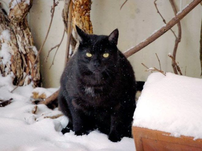Фотография: Реакция кошек на первый снег: 25 фото, которые поднимут вам настроение №7 - BigPicture.ru