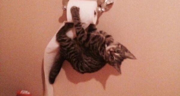 25 фото, которые рассказывают о тайной стороне жизни с котами