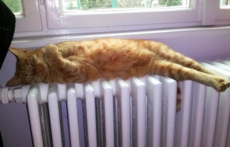 Фотография: 33 котика, которые заснули в самых удивительных и необычных позах №10 - BigPicture.ru