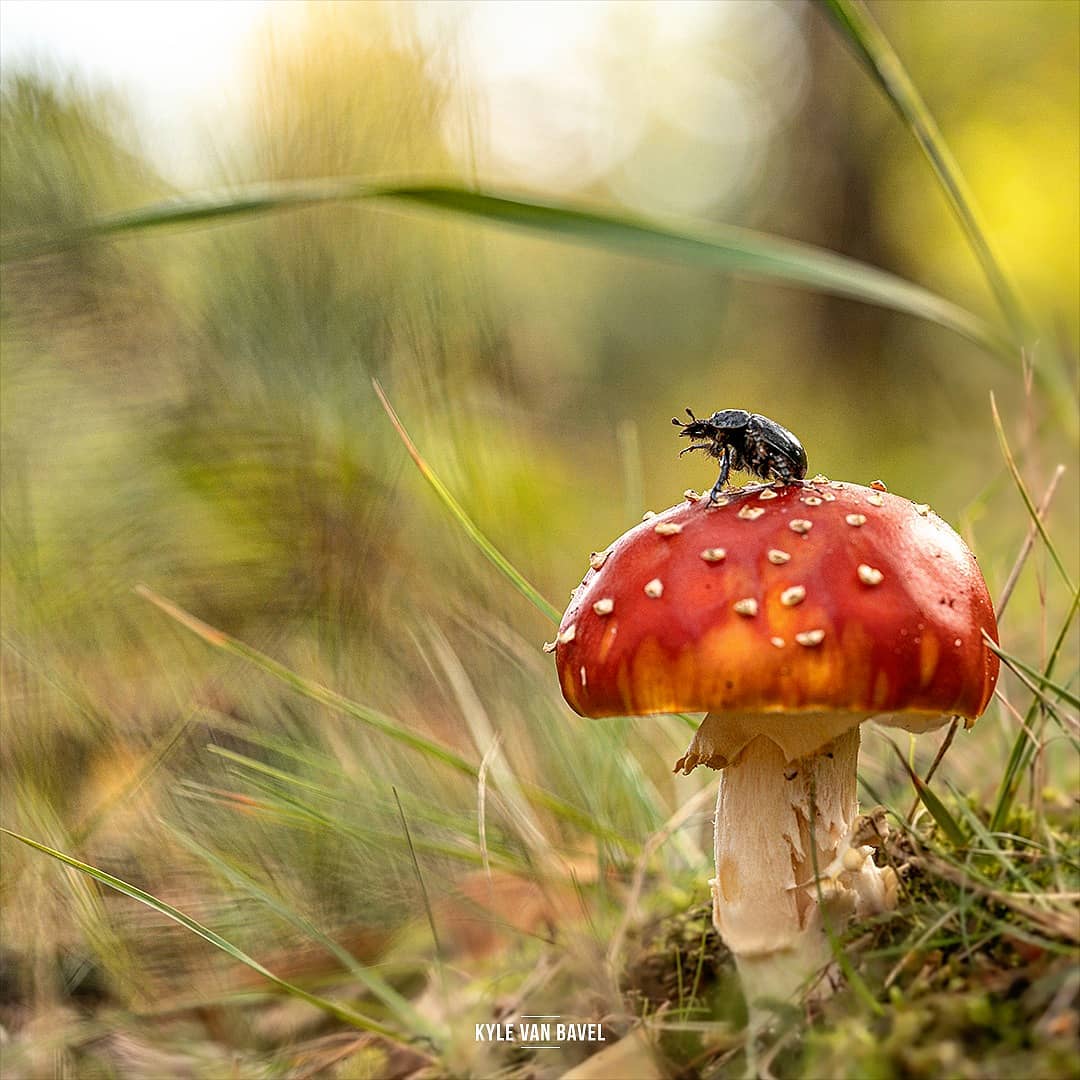 Фотография: Волшебство макрофотографии: прекрасные цветы и насекомые в объективе Кайла ван Бавела №9 - BigPicture.ru