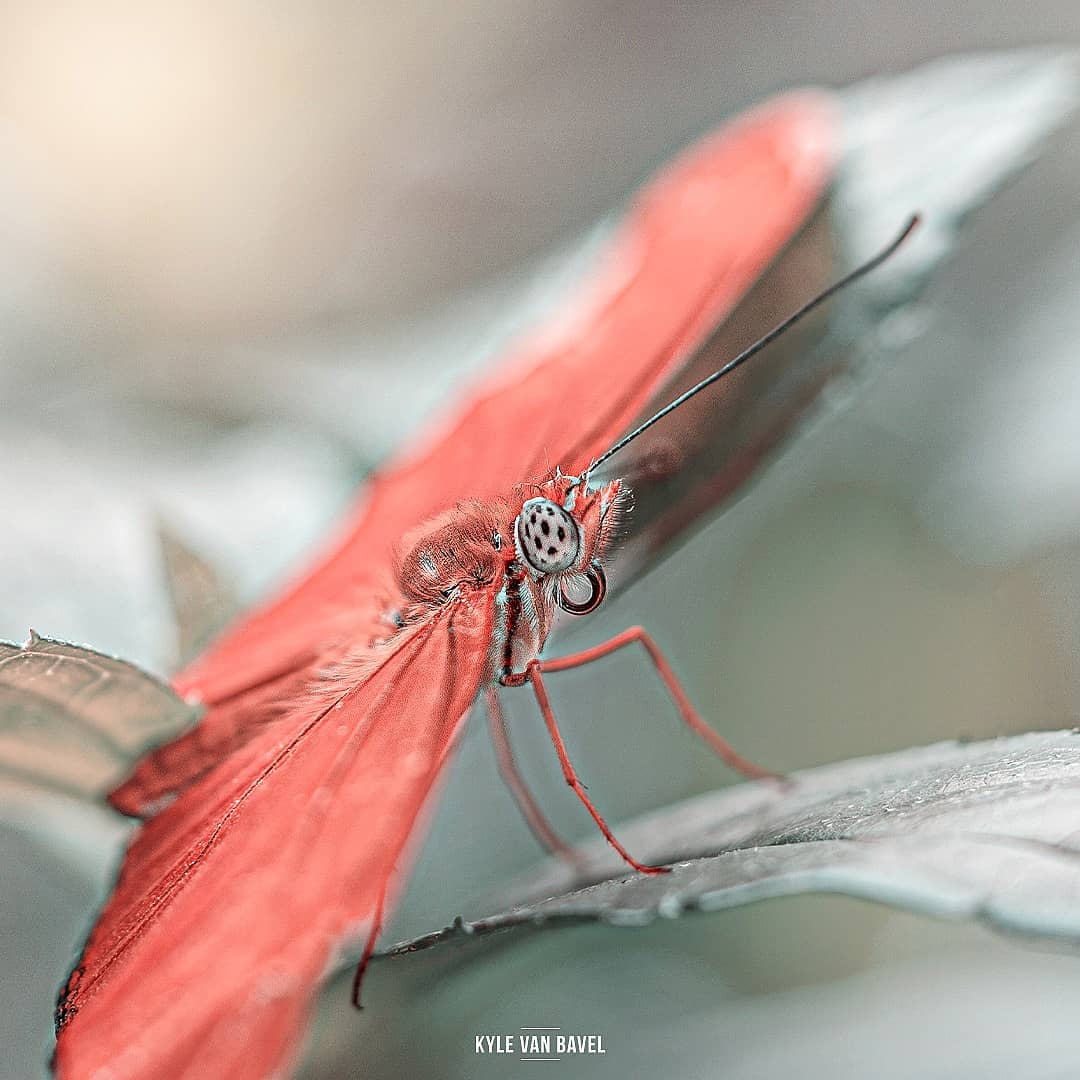 Фотография: Волшебство макрофотографии: прекрасные  цветы и насекомые в объективе Кайла ван Бавела №21 - BigPicture.ru