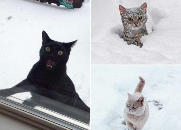 Реакция кошек на снег: 25 фото, которые поднимут вам настроение