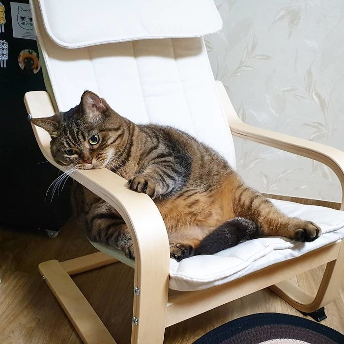 Фотография: Встречайте Манго — самую харизматичную кошку Сети! №3 - BigPicture.ru