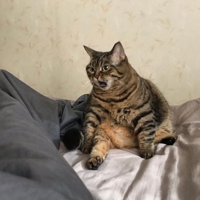 Фотография: Встречайте Манго — самую харизматичную кошку Сети! №4 - BigPicture.ru