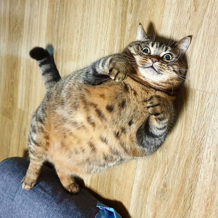 Фотография: Встречайте Манго — самую харизматичную кошку Сети! №7 - BigPicture.ru
