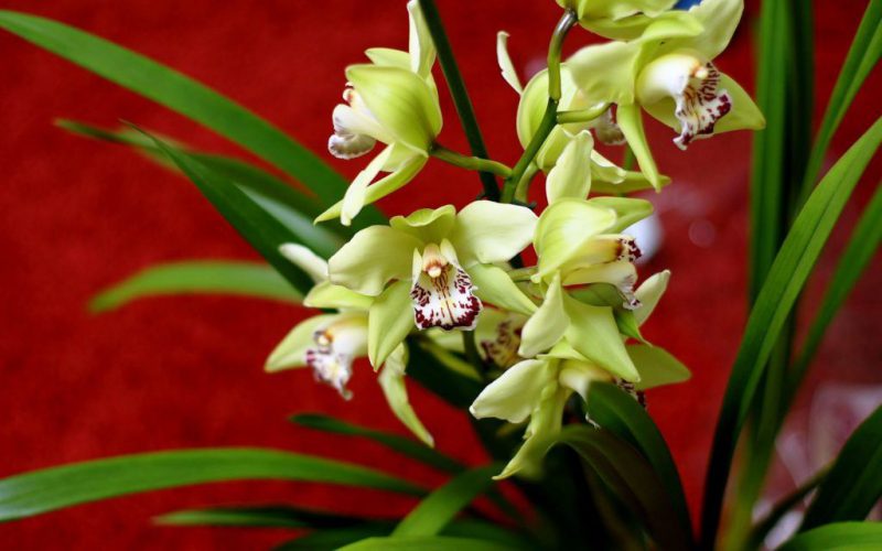 Фотография: 12 малоизвестных фактов об орхидеях №2 - BigPicture.ru
