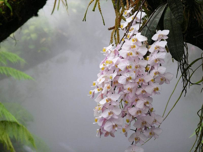 Фотография: 12 малоизвестных фактов об орхидеях №5 - BigPicture.ru
