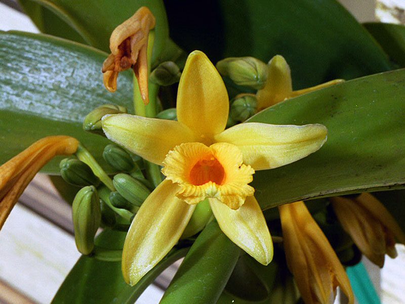 Фотография: 12 малоизвестных фактов об орхидеях №6 - BigPicture.ru