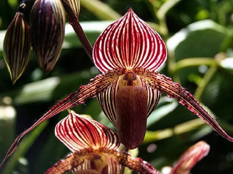 Фотография: 12 малоизвестных фактов об орхидеях №8 - BigPicture.ru