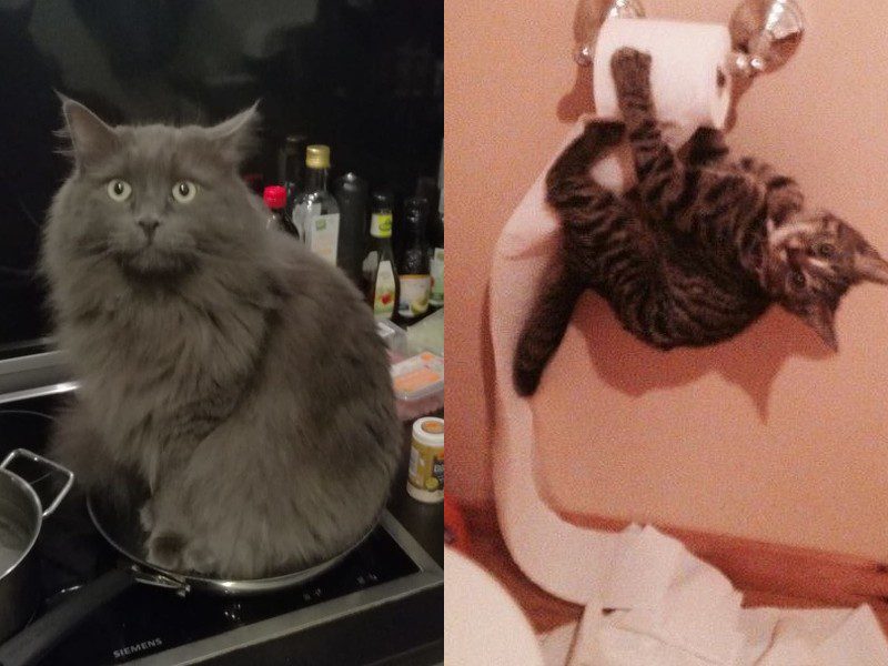Фотография: 25 фото, которые рассказывают о тайной стороне жизни с котами №1 - BigPicture.ru