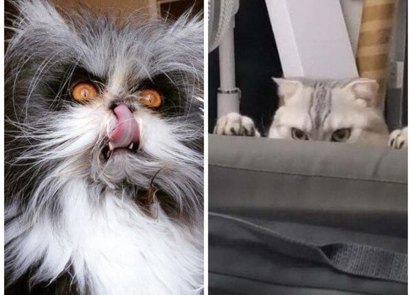 20 фотографий, которые показывают, что коты — не всегда милые и пушистые