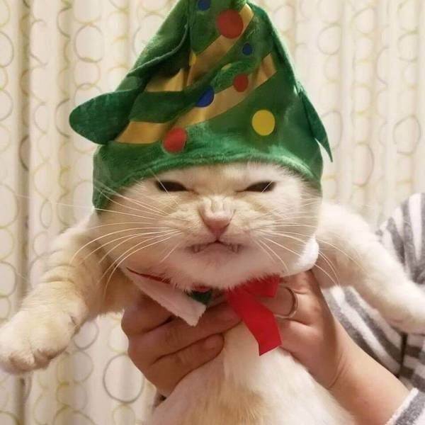 Фотография: 20 забавных фотографий котов, которые заставят вас смеяться №6 - BigPicture.ru