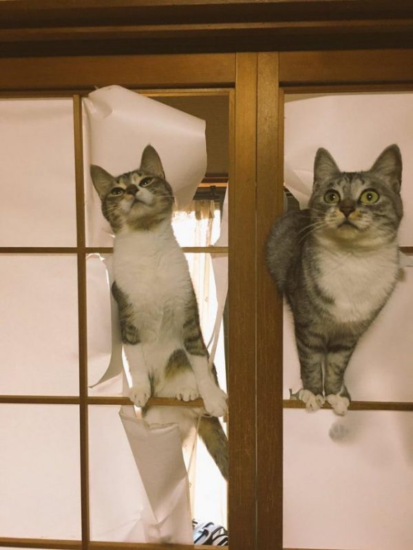 Фотография: 20 забавных фотографий котов, которые заставят вас смеяться №17 - BigPicture.ru