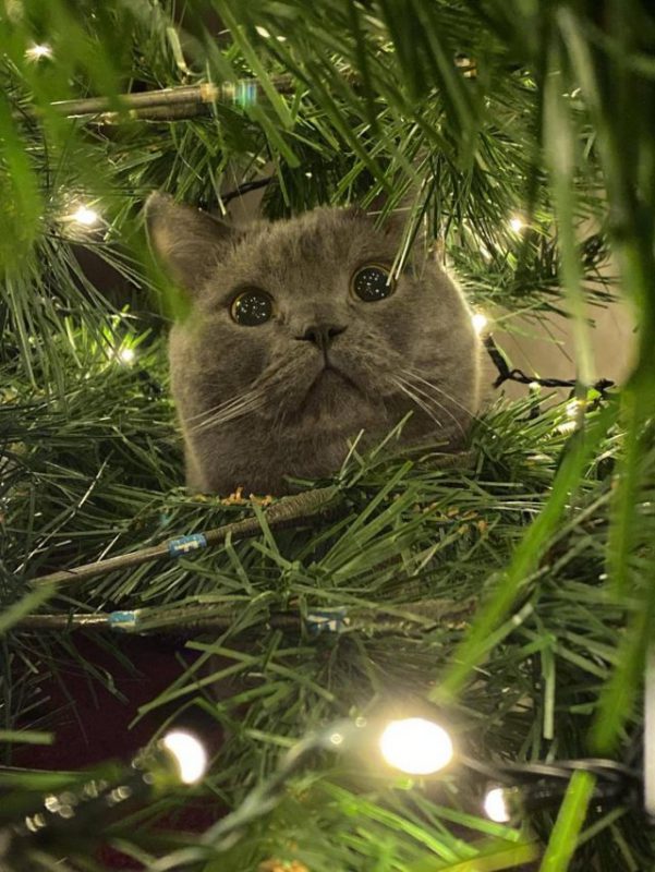 Фотография: 20 забавных фотографий котов, которые заставят вас смеяться №15 - BigPicture.ru